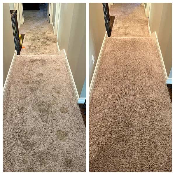Pet Stain and Odor Removal in Linwood