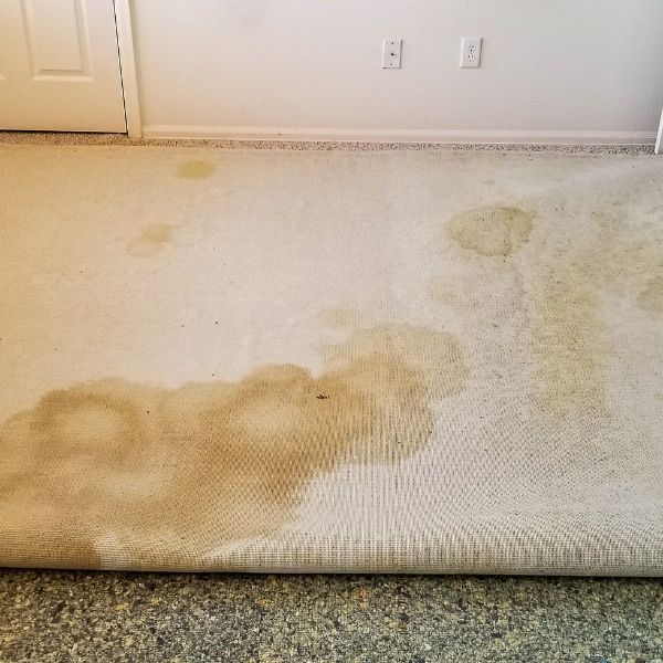 Pet Stains in Lawrence